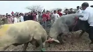 shera vs sakandar|buffalo fighting |