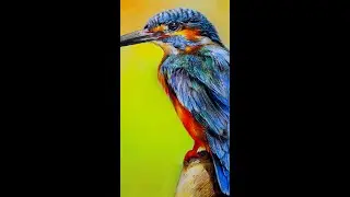 How to Draw Kingfisher | YouTube Shorts