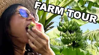 Unforgettable Guava from the Farm Tour
