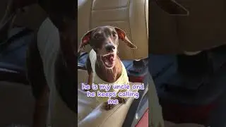 Joy ride shenanigans 