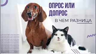 Опрос или допрос в чем разница?