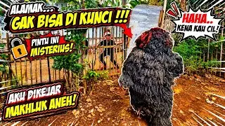 GERANDONG GIMBAL NGAMUK KEJAR BOCIL SAMPE MASUK KEBUN WARGA❗❗KUDA LUMPING PUSAKA GALUR MANUNGGAL