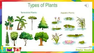Adaptations in Terrestrial Plants Module 2.2  (Chapter 1 - Olympiad Class 4 Science)