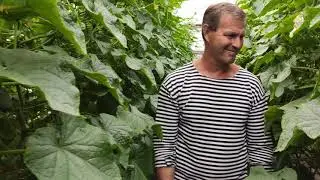Огурец Хелен