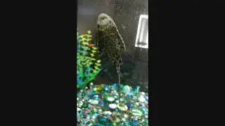 Blah blah fish