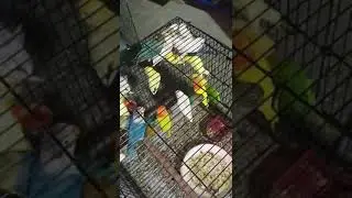 ASGHAR BHAI B2 SPLIT INO MULTAN #birds