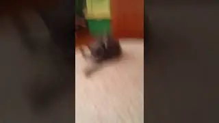 Приятного просмотра Маша и Юля и алоявера это моя кошка соня !💖