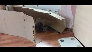 У Бонни остался один котёнок. И они весело разыгрались
