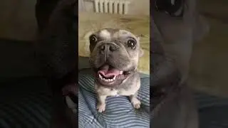 РУГАЮ ШКОДЛИВОГО СОБАКЕНА  #shorts #dog #top #собака #щенокфранцузскогобульдога #чихуахуа #щенки