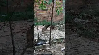 #freegreenscreen