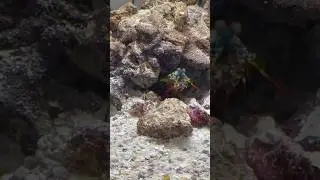 Mantis Shrimp care tip!!