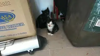 Kucing sesat