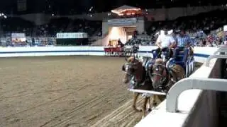 Indiana State Fair draft pony hitch