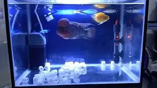VERY AGRESSIVE ZZ FLOWERHORN