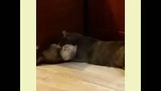 Котёнок играет с бабушкой. Она тоже не прочь поиграть 🤗😹