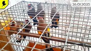 Goldfinch Russia 