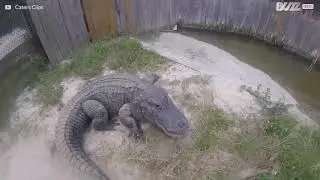 Terrifying moment a man kisses an alligator