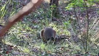This morning Encounter with a Wallaby