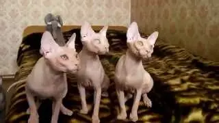 Котята сфинкса танцуют под музыку