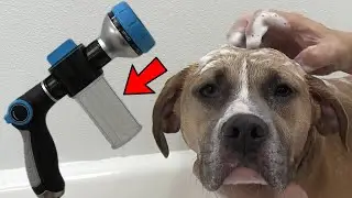 Cut Dog Bathing Time In HALF !