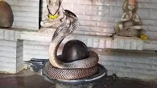 Original Cobra Sounds  🐍 #snake