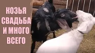 Весенние хлопоты на юге / Переезд на юг