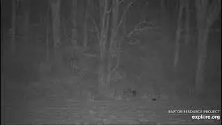 Decorah North Nest 10-30-24 Whitetail buck, nice crown