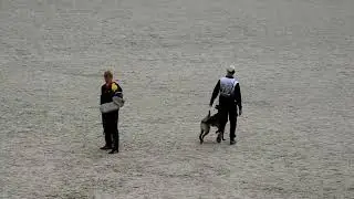 Fast Flock Dooff (Fast Flock Benelli x Enzo du Baudet Rouge), Чемпионат России 2023, IGP-1 раздел C