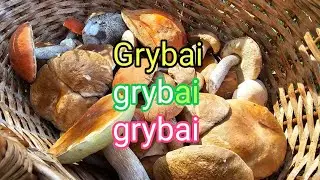 Grybai,grybai,grybai