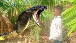 Anaconda Snake in real life 2 video ||