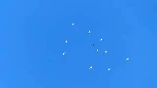 Ижевские и пермские голуби. Полёты 07.08.24.
