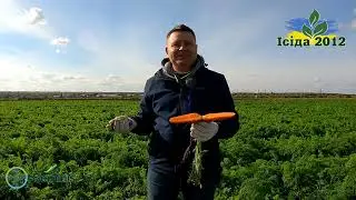 морква Абразо в літньо-осінньому обороті