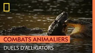Les violents affrontements des alligators en période de reproduction