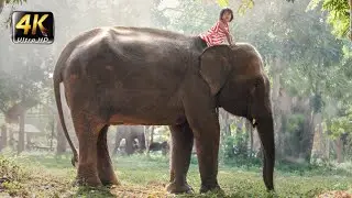 Ultimate Herbivore Animals Collection in 4K 60FPS ULTRA HD