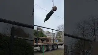 Посадочный материал от Садового центра. Ели, Сосны 🌲