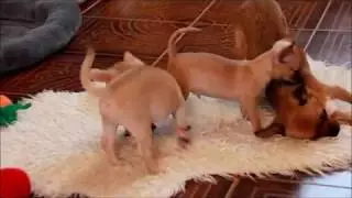 2 месяца  дети Ириски и Дюши