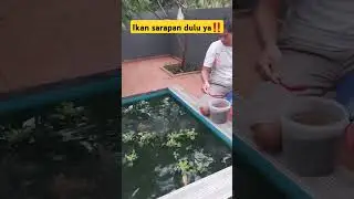 sebelum sekolah ngasih makan ikan dulu#shorts #shortvideo #viral #lucu