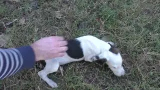 эстонская гончая