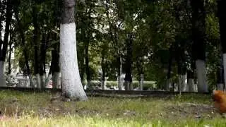 Один день вместе с Варей и Персиком =)