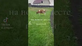 моё хозяйство на новом месте