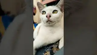 Lierr Ku Aing. #shorts #cat #catlover #kitten #cats #kucing