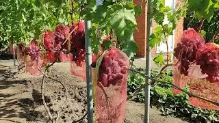 Мои виноградные саженцы.WhatsApp +79885453295 тел+79085079306