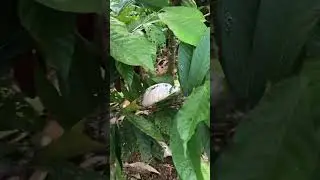 Tips buah lebat pohon kakao💪
