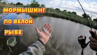 Мормышинг по белой рыбе
