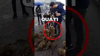 O QUATI É SINISTRO 