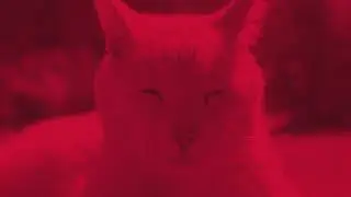 El Elvis - Детка я кот (Премьера клипа 2021)
