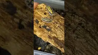 VOIR PLAYLIST ISOPODES 😲 #terrario #pets #animals #terrarium #insect #vivarium #bug #nature #isopods
