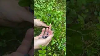 Время крупной черники! 