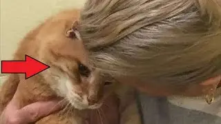 The woman took the cat from the shelter, and the next day something incredible happened!