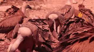 Rupell's vulture